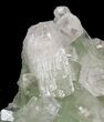 Zoned Apophyllite Crystal Cluster - India #44429-2